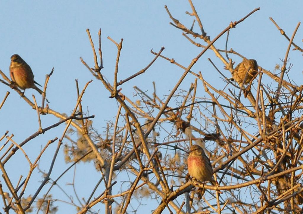 Fanelli (Carduelis cannabina)